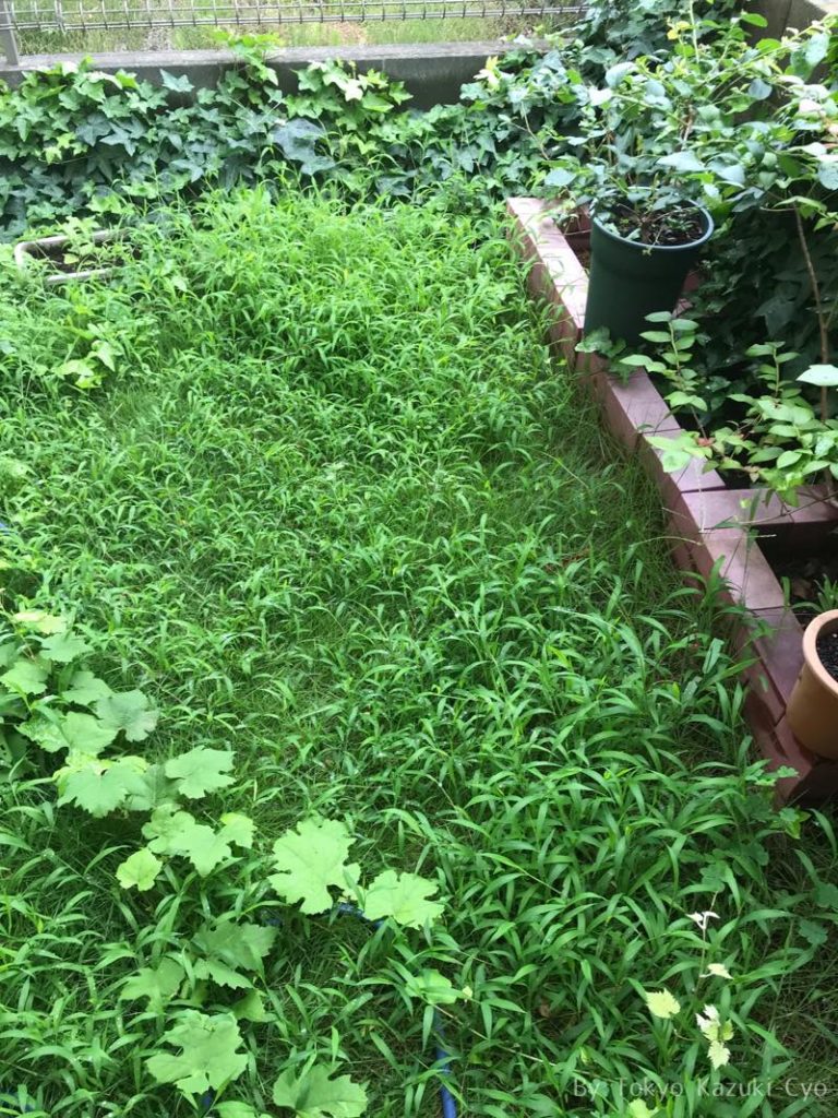 荒た庭のアップ