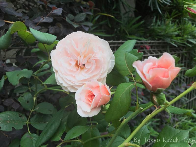 ヘリテージの薔薇の花